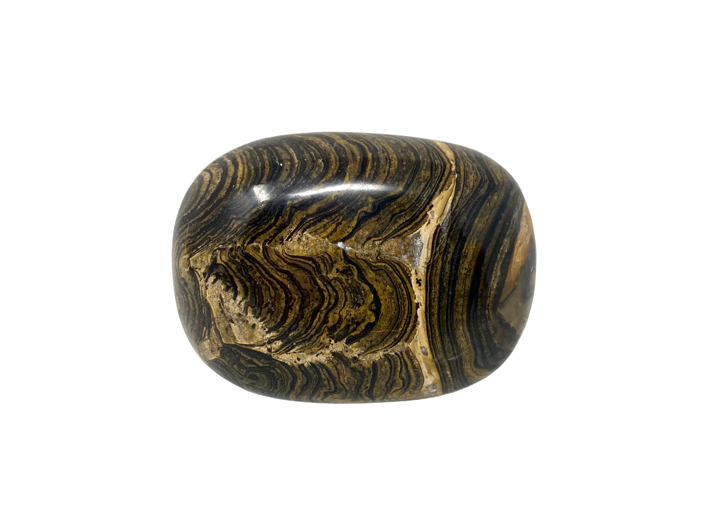 Stromatolite Palm Stones from Australia