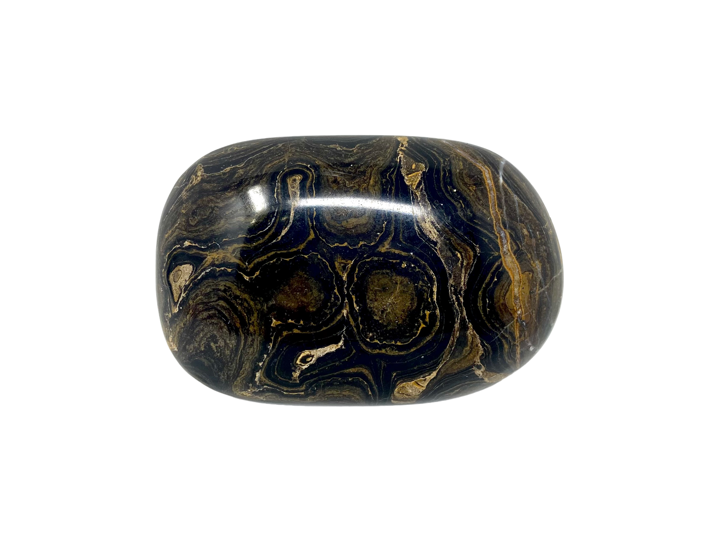 Stromatolite Palm Stones from Australia