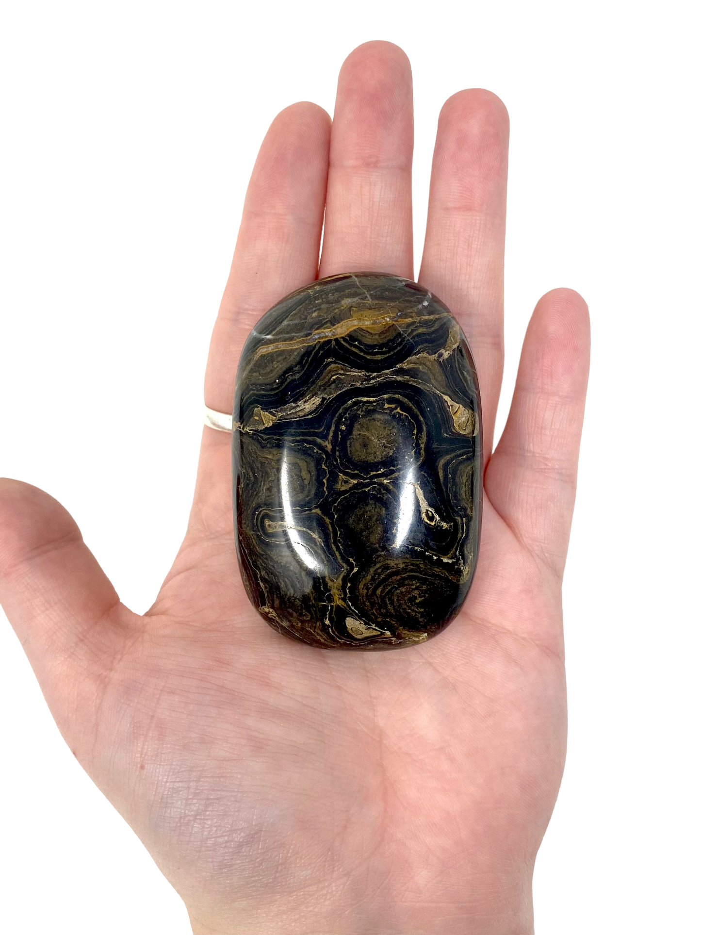 Stromatolite Palm Stones from Australia