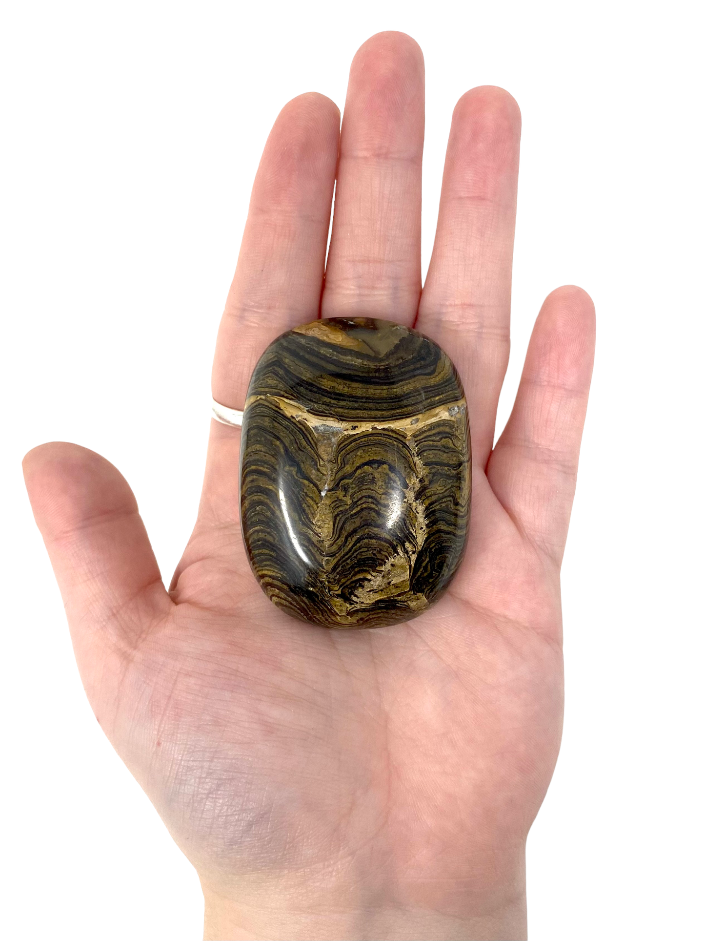 Stromatolite Palm Stones from Australia