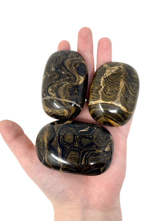 Stromatolite Palm Stones from Australia